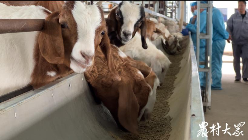 高档羊肉养殖技术,羊肉便宜是怎么养殖