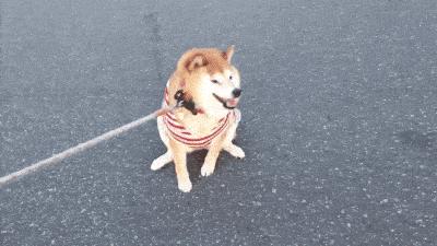 办理养犬登记和年审是在公安局吗,北京养犬年检网上