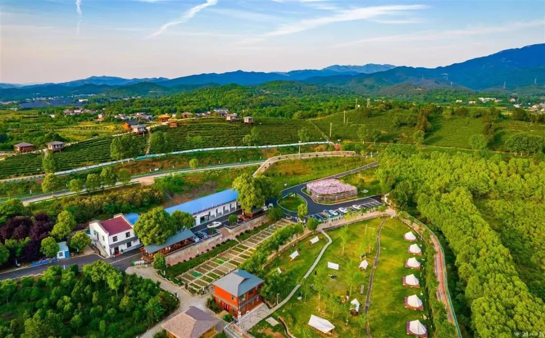 柏塘万亩茶园网红打卡地,孝昌县最好的茶园