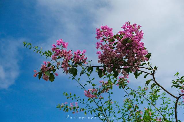 斐济南太平洋之旅,斐济之行游记