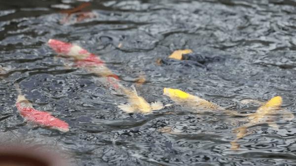 【大宏图·“县”在启航】甘肃成县：书写“三大区块”跃升篇章擘画“景城融合”成州印象