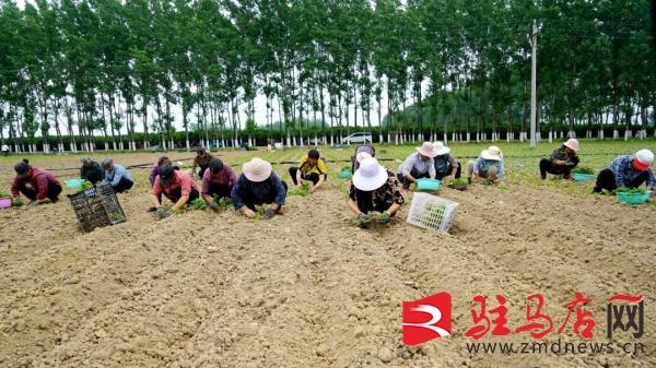 小辣椒成致富大产业,农村小辣椒致富项目