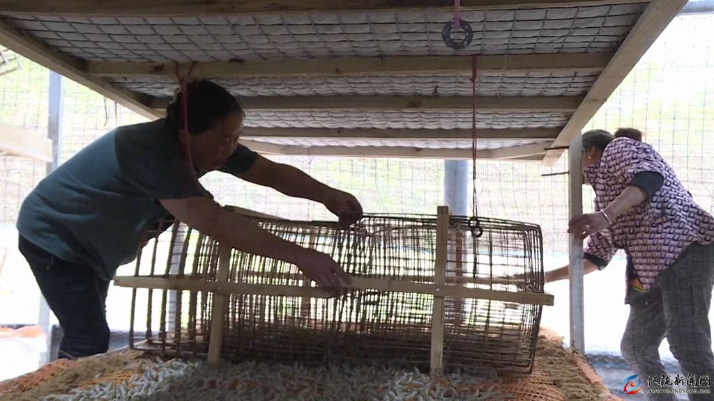 第一批蚕几月出,第一批春蚕茧