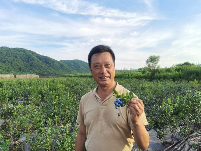 中国蓝莓发展趋势,目前国内蓝莓前景如何