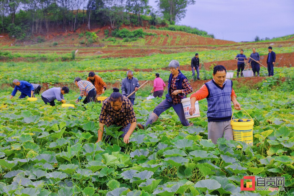 贝贝南瓜扶贫户,贝贝南瓜惠民农场
