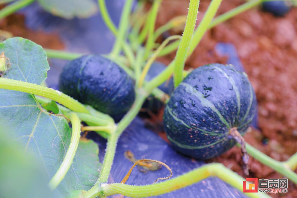 贝贝南瓜扶贫户,贝贝南瓜惠民农场