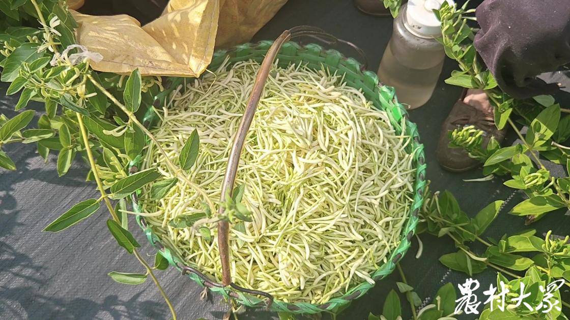 山东平邑生产金银花,山东省平邑县金银花种植利润