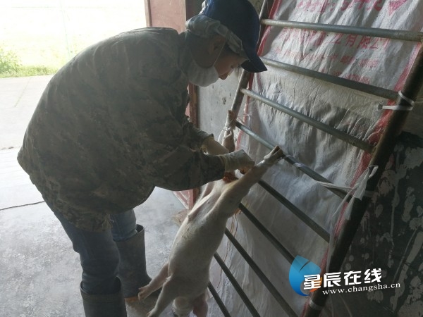 好young隆平丨谢小红：攻坚克难研发“纳米银”新科技快速净化“非洲猪瘟”