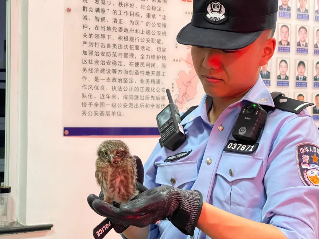 一周内救助多只国家级保护动物,宝兴警方救助一只可爱的野生动物