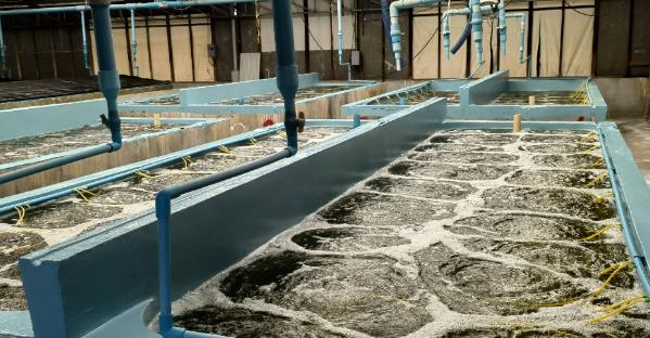 技术全曝光！无惧“玻璃苗”，虾苗整齐！这家40年历史的苗场做对了什么！