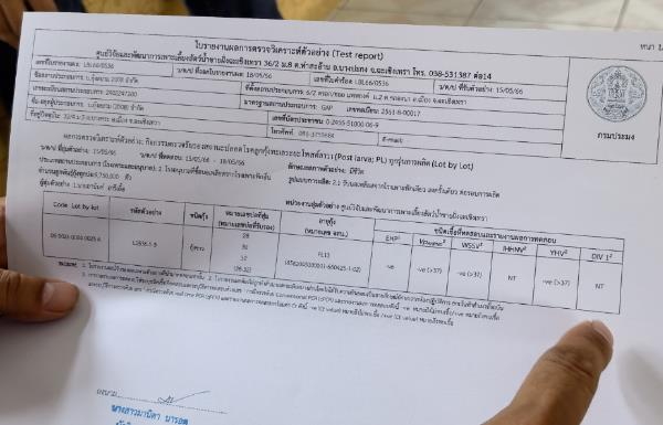 技术全曝光！无惧“玻璃苗”，虾苗整齐！这家40年历史的苗场做对了什么！