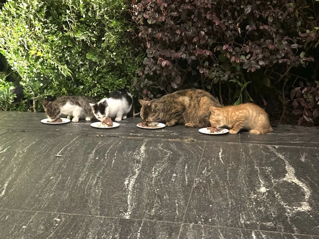 专访《PartyAnimals》制作人罗子雄：做庸俗的游戏我会看不起自己