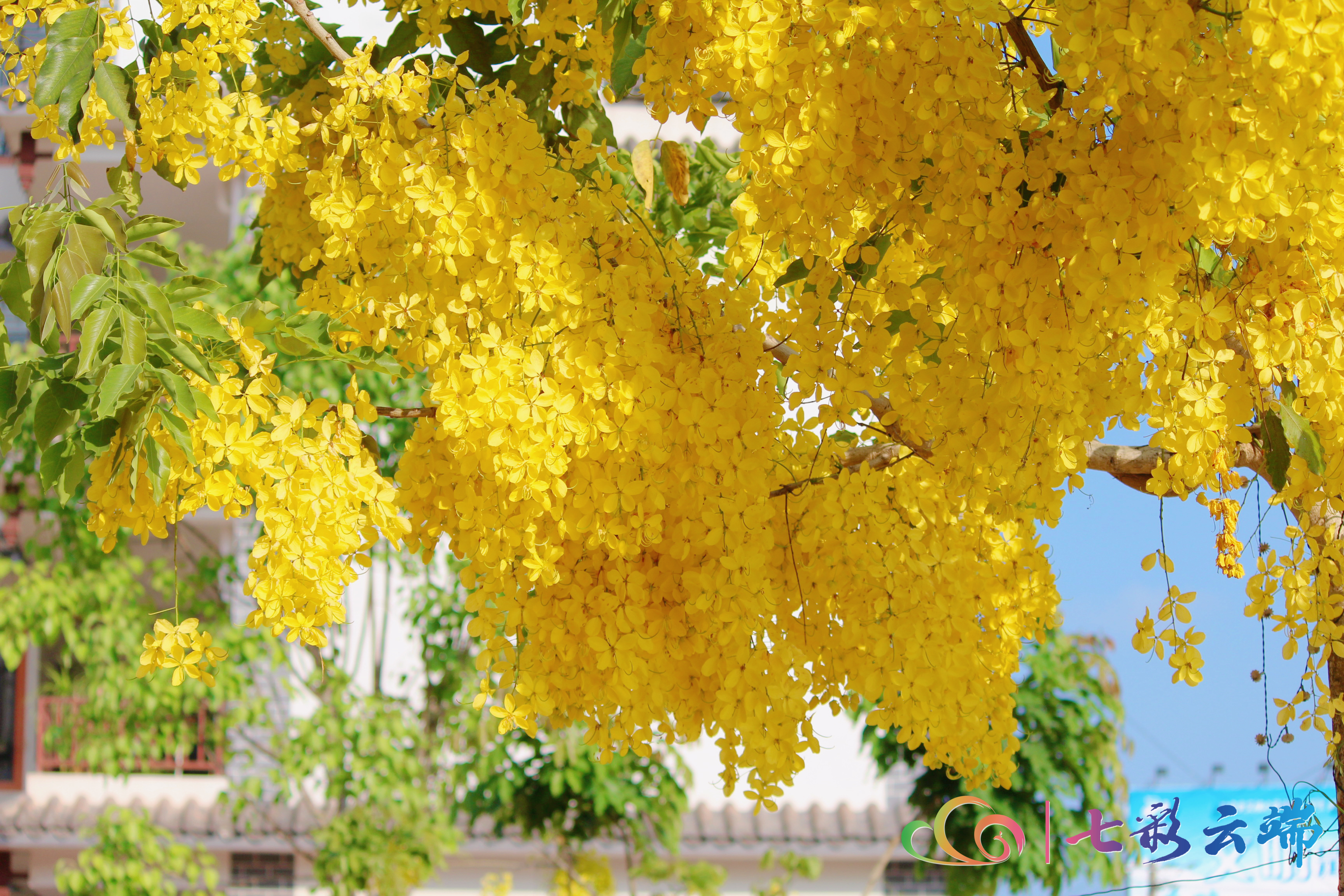金链花视频,金莲花在街头绚丽绽放