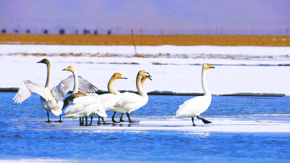 青海湖到西北大环线,青海湖向西沿途景点