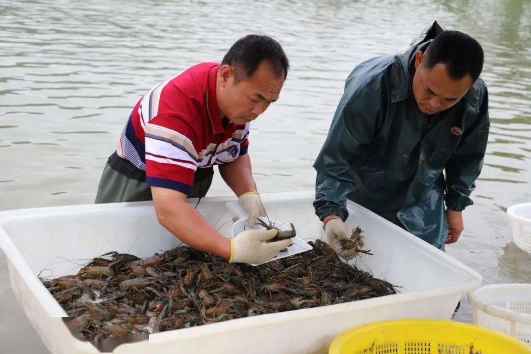 养殖哪种淡水虾最赚钱,养殖虾赚钱的最佳方法