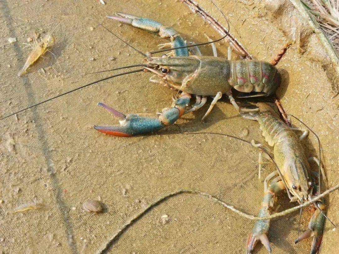 养殖哪种淡水虾最赚钱,养殖虾赚钱的最佳方法