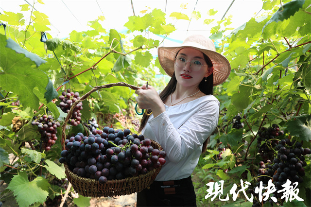 乡村直播间丨“葡萄西施”的升级之路:从瞎聊到每场成交几百单