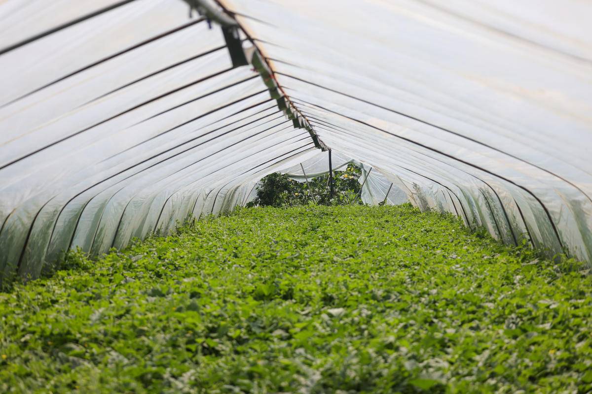 华容区*团蒲**乡，瓜瓜甜到冒泡