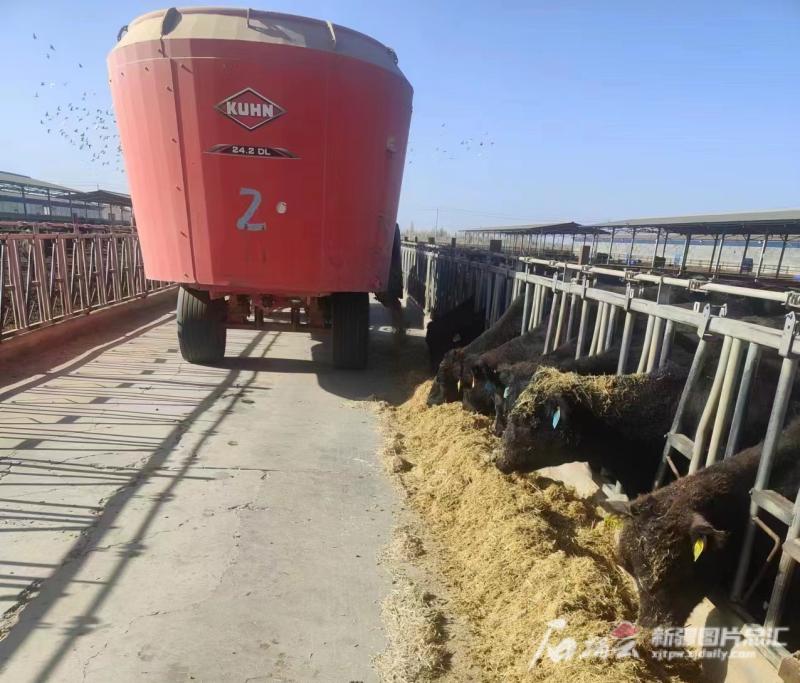 发展肉牛产业乡村振兴,肉牛养殖助力乡村振兴的新闻