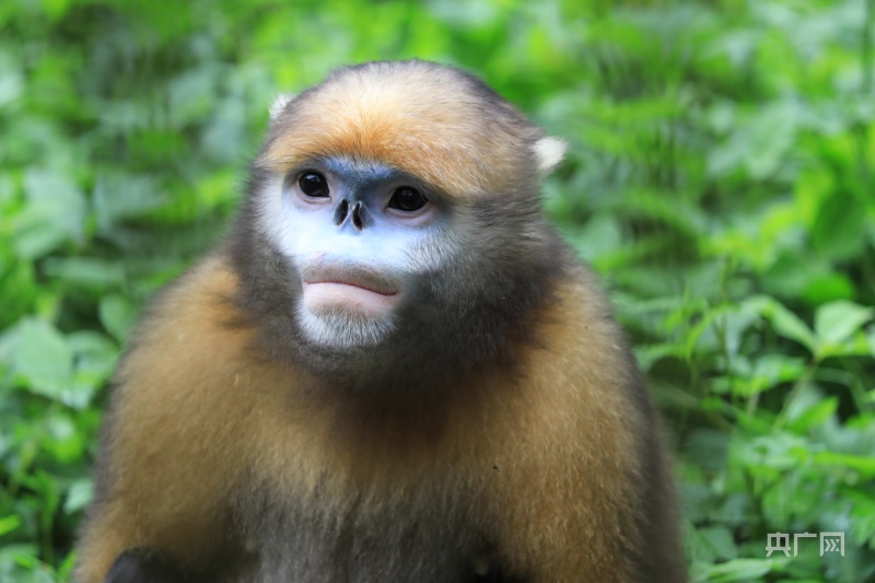 高质量发展看中国丨向“绿”而行“黔景”无限好