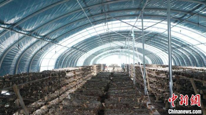 宁夏发展菌菇生产的有利条件,宁夏菌菇种植