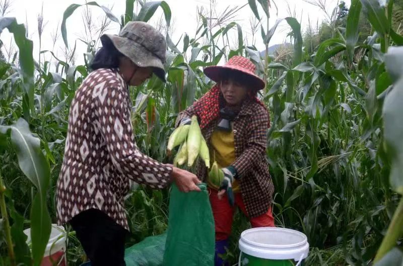 扶农助农政府补贴政策解读,扶农惠民政策