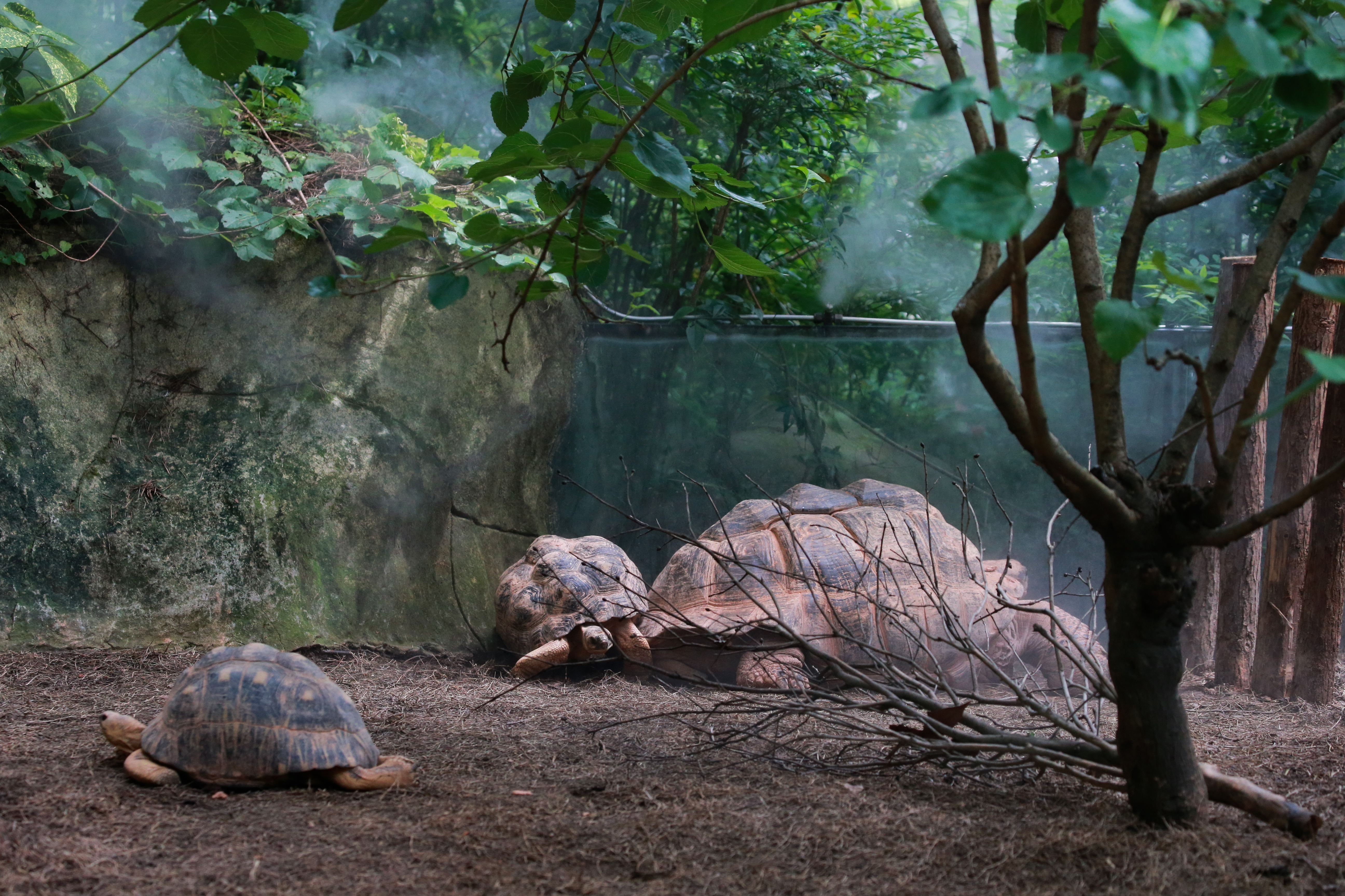 上海野生动物园夏天,夏天的上海动物园