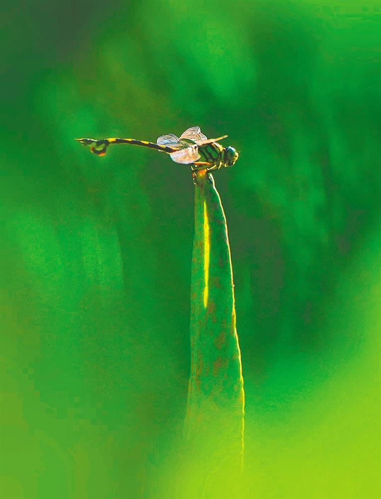 夏日赏荷文言文翻译,夏日赏荷