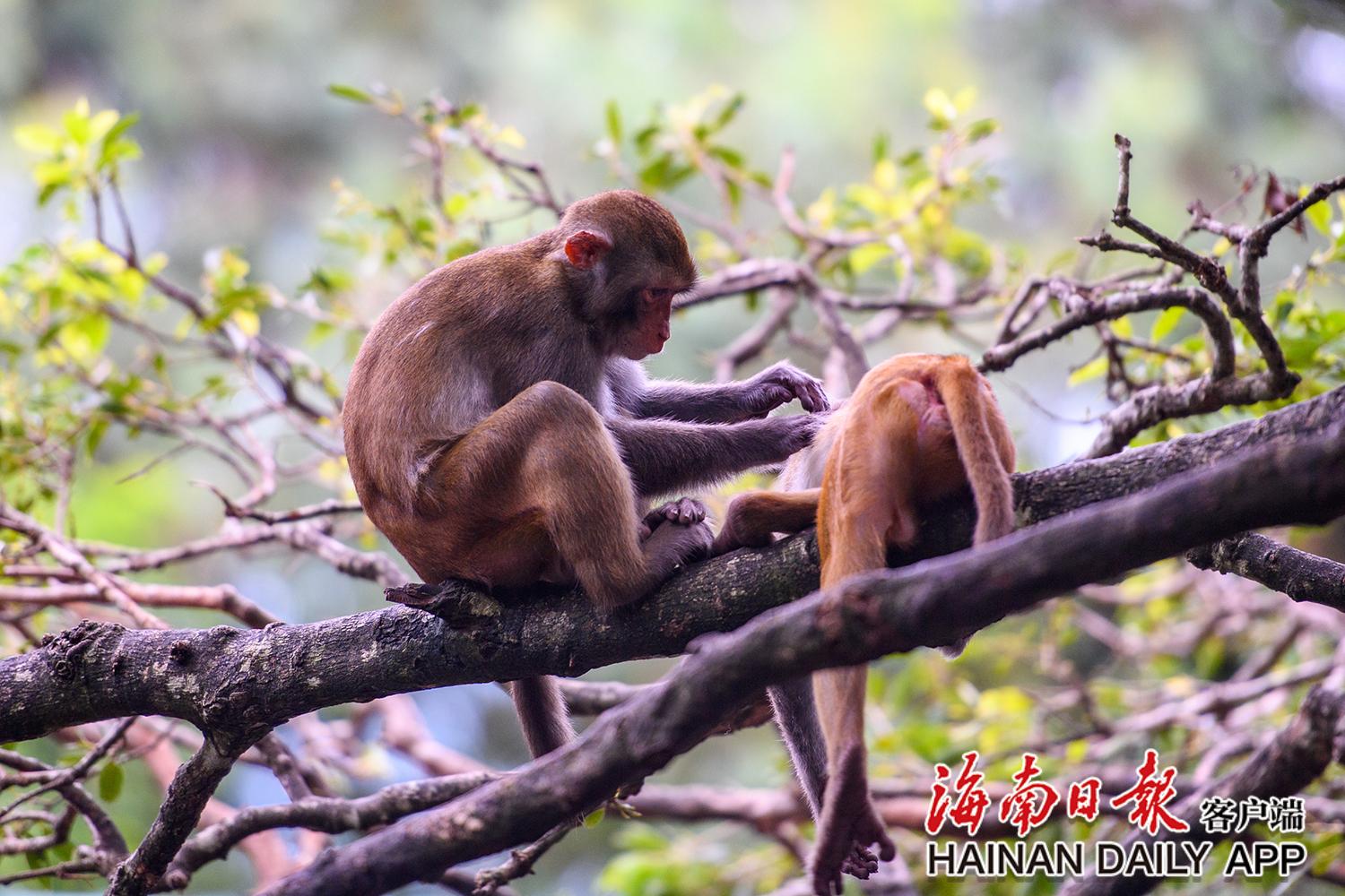 南湾猴岛猴子拍照,南湾猴岛看猕猴