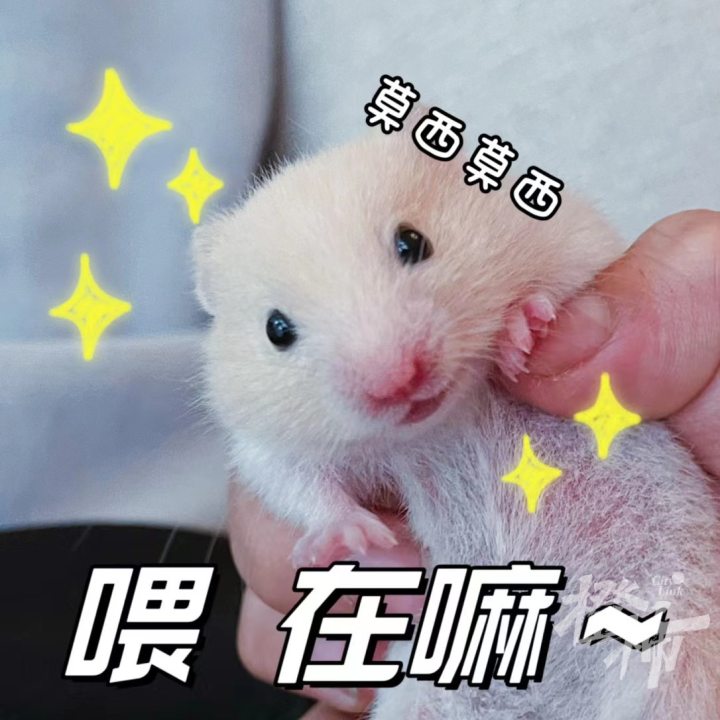 喜欢和主人互动的动物,金丝熊波妞