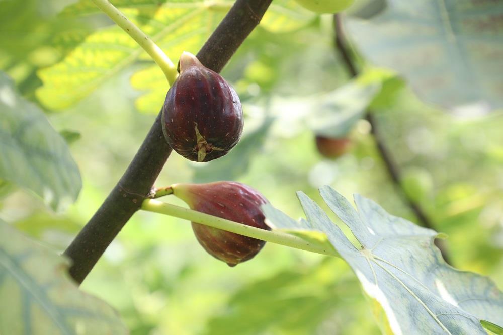 无花果新品种梦幻甜蜜,新田无花果专卖店