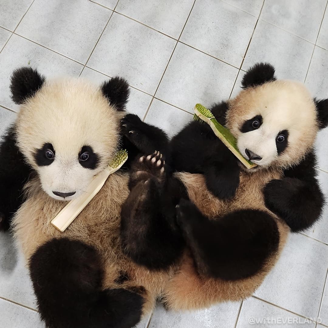 可可爱爱的混血宝宝,可可爱爱的两岁宝宝