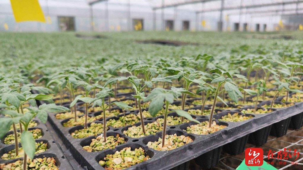 一镇一业发展方案,一镇一特产业发展规划方案