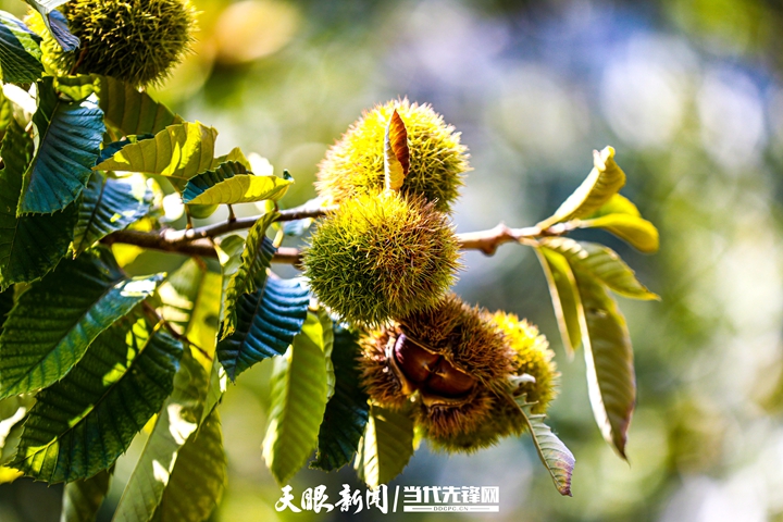 天眼农家乐,贵州天眼村全景航拍