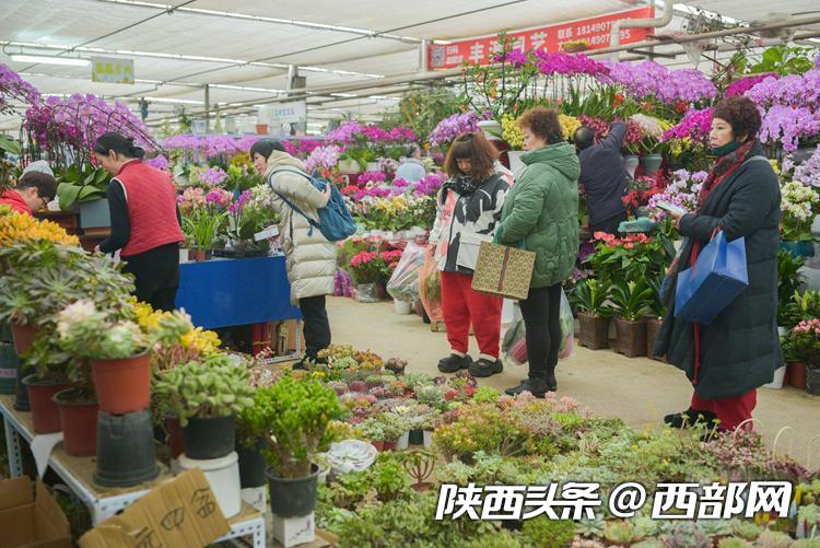 年宵花市场回暖,年宵花走俏的寓意