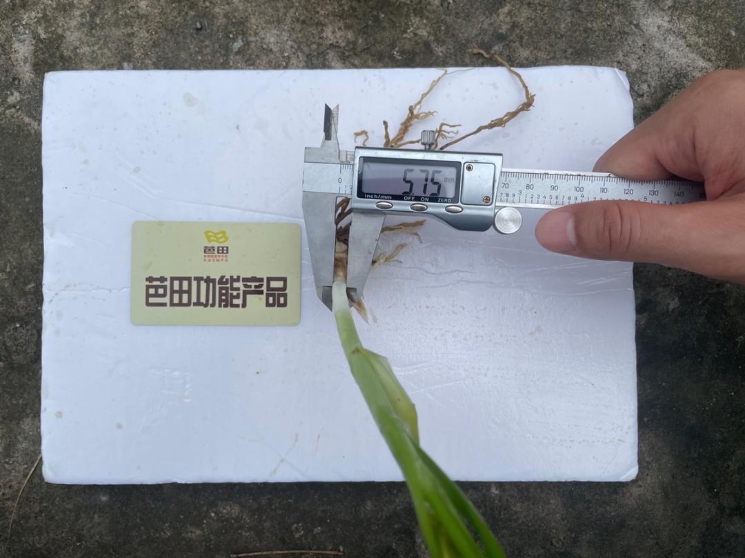 韭菜施什么肥料叶片大而肥厚,芭田肥料上大蒜的效果