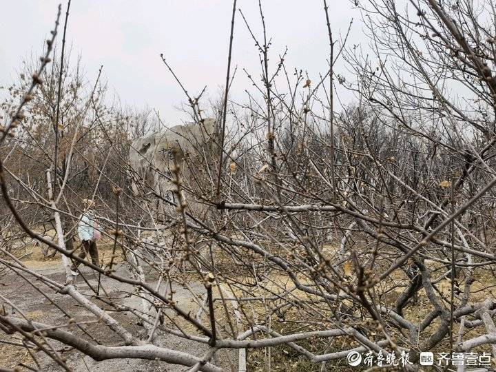 千佛山腊梅园的腊梅开了,千头菊冻死了