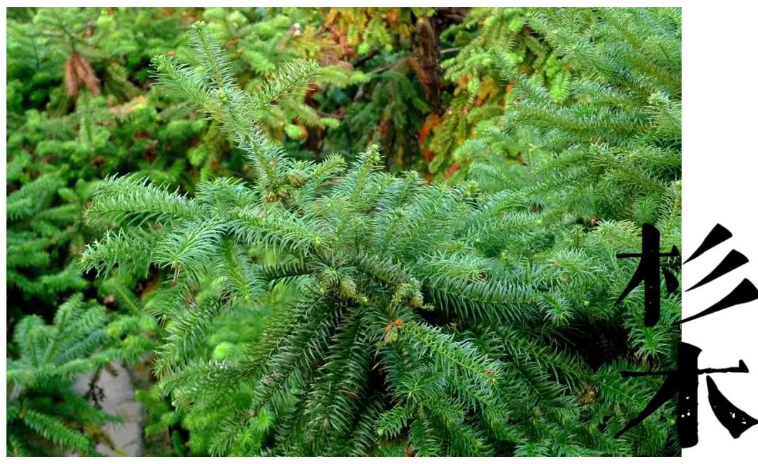 游泳摸河蚌配歌,游泳视频摸田螺