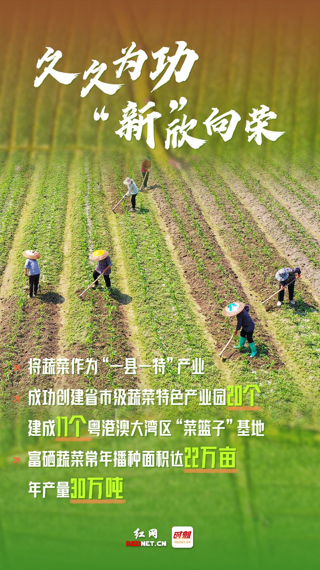 数说丨挺进大湾区粤港澳缘何青睐永州新田蔬菜