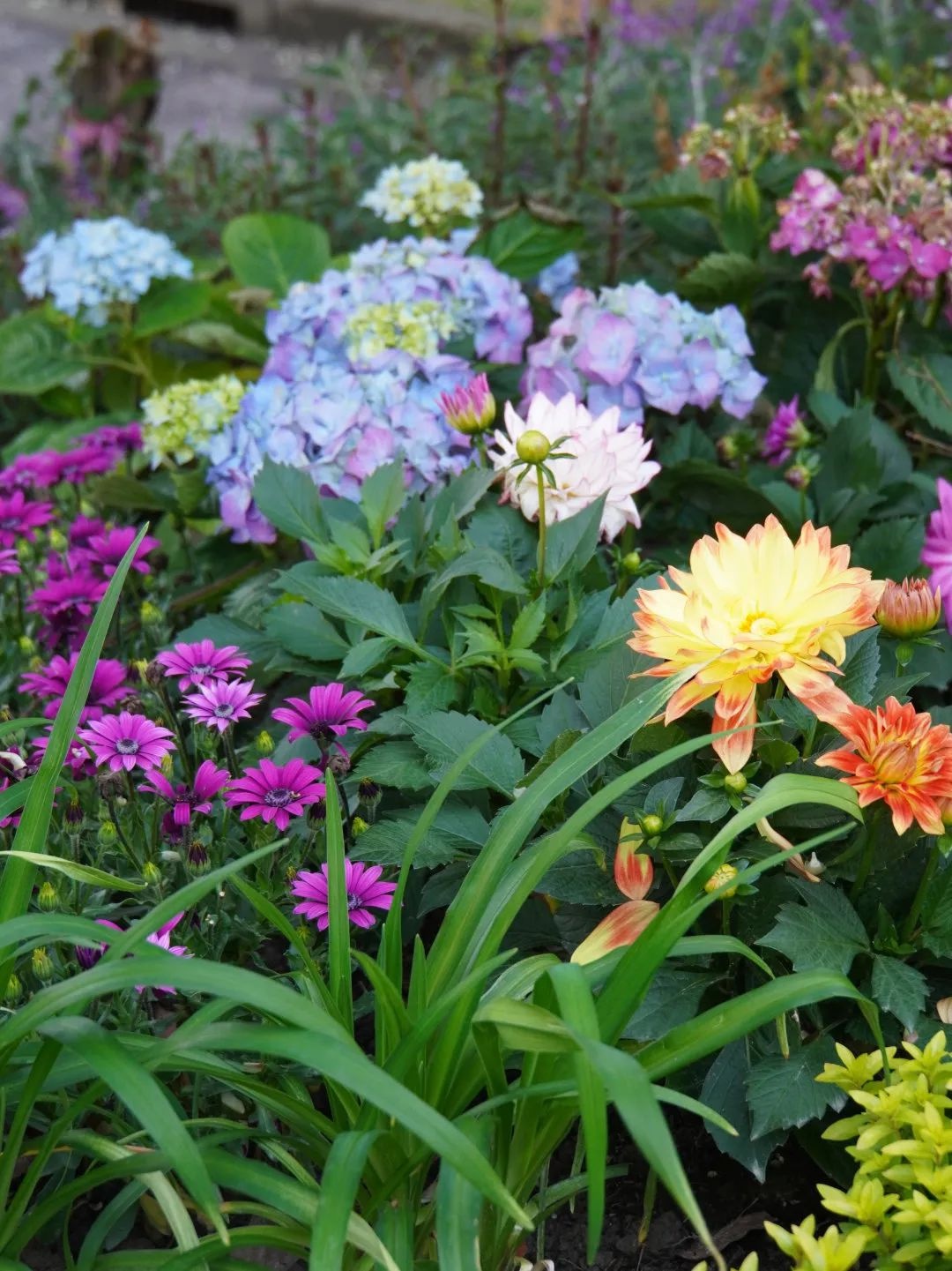 上海莫奈花园风景,莫奈花园清新甜美仙气浪漫