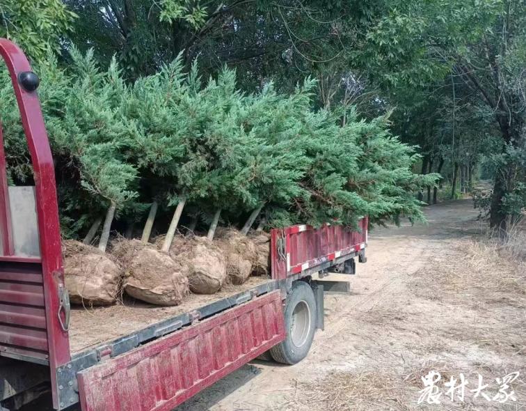 山东苗木供求信息,山东苗木前景